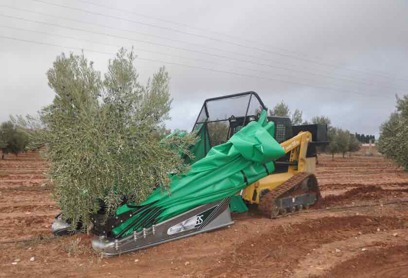 Vibrator with PG-2 Picker with folded umbrella and trunk hugging for olive harvesting