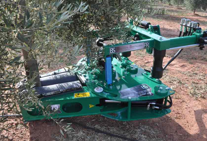 Frontal vibrator FR Bautista Santillana embracing olive tree trunk to vibrate and harvest olives